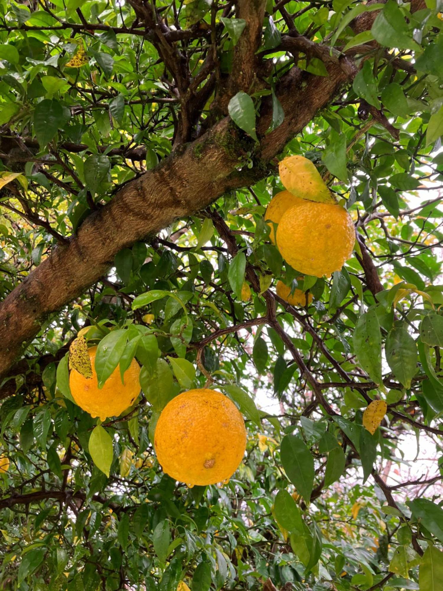 Akiruno Otsu Nature Garden מראה חיצוני תמונה